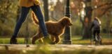 pet sitter walking dog