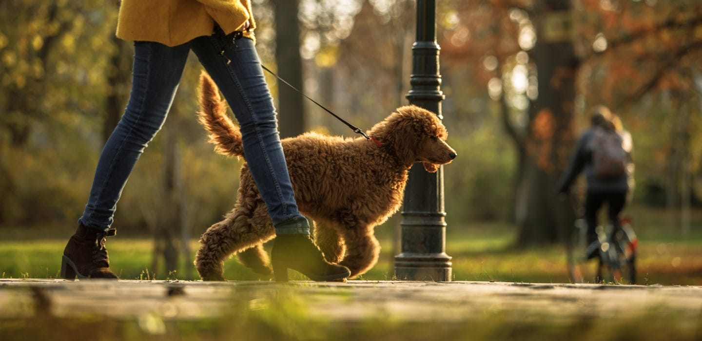 pet sitter walking dog