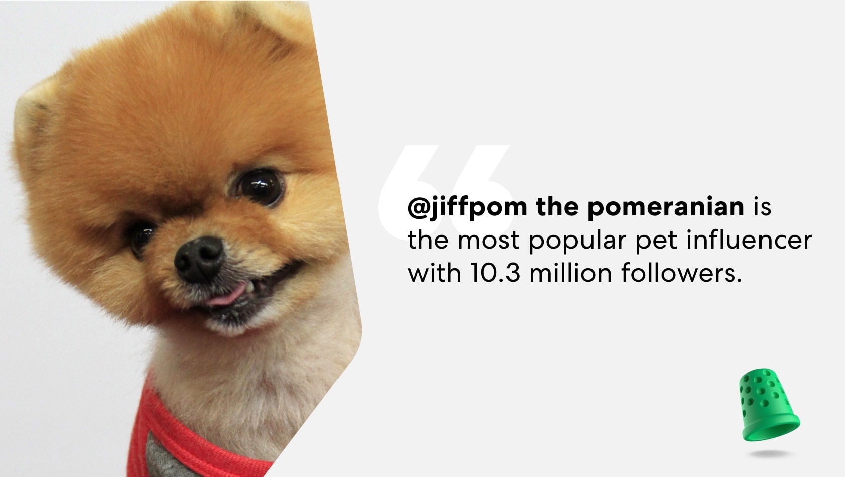 jiffpom-most-popular-pet-influencer