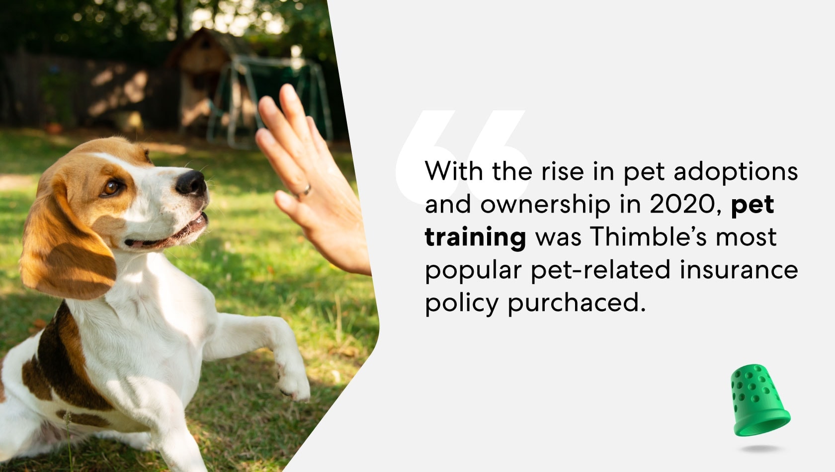 pet-training-insurance-policy