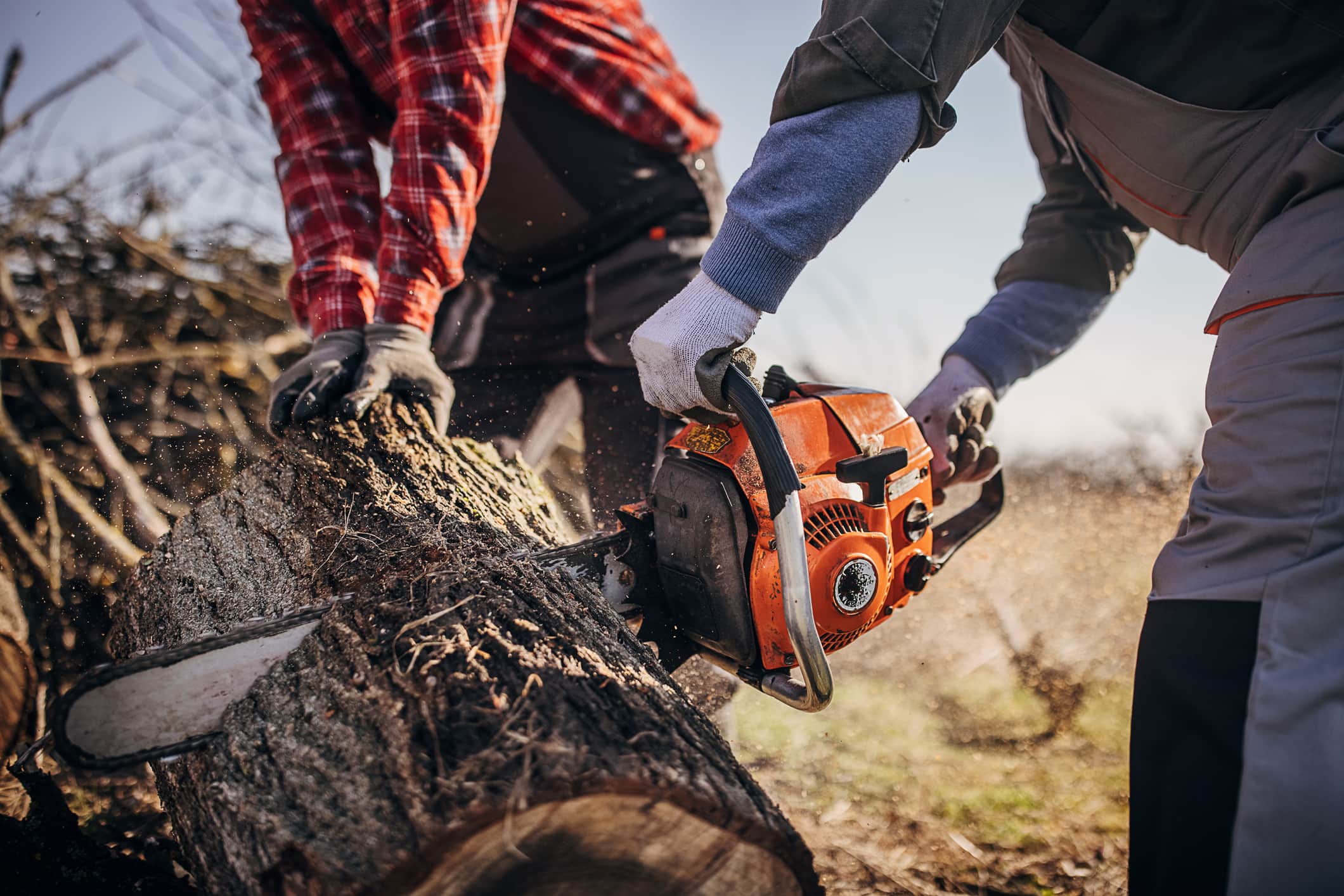 Two lumberjacks using chainsaw for cutting wood.